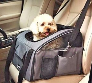 Perro seguro en coche